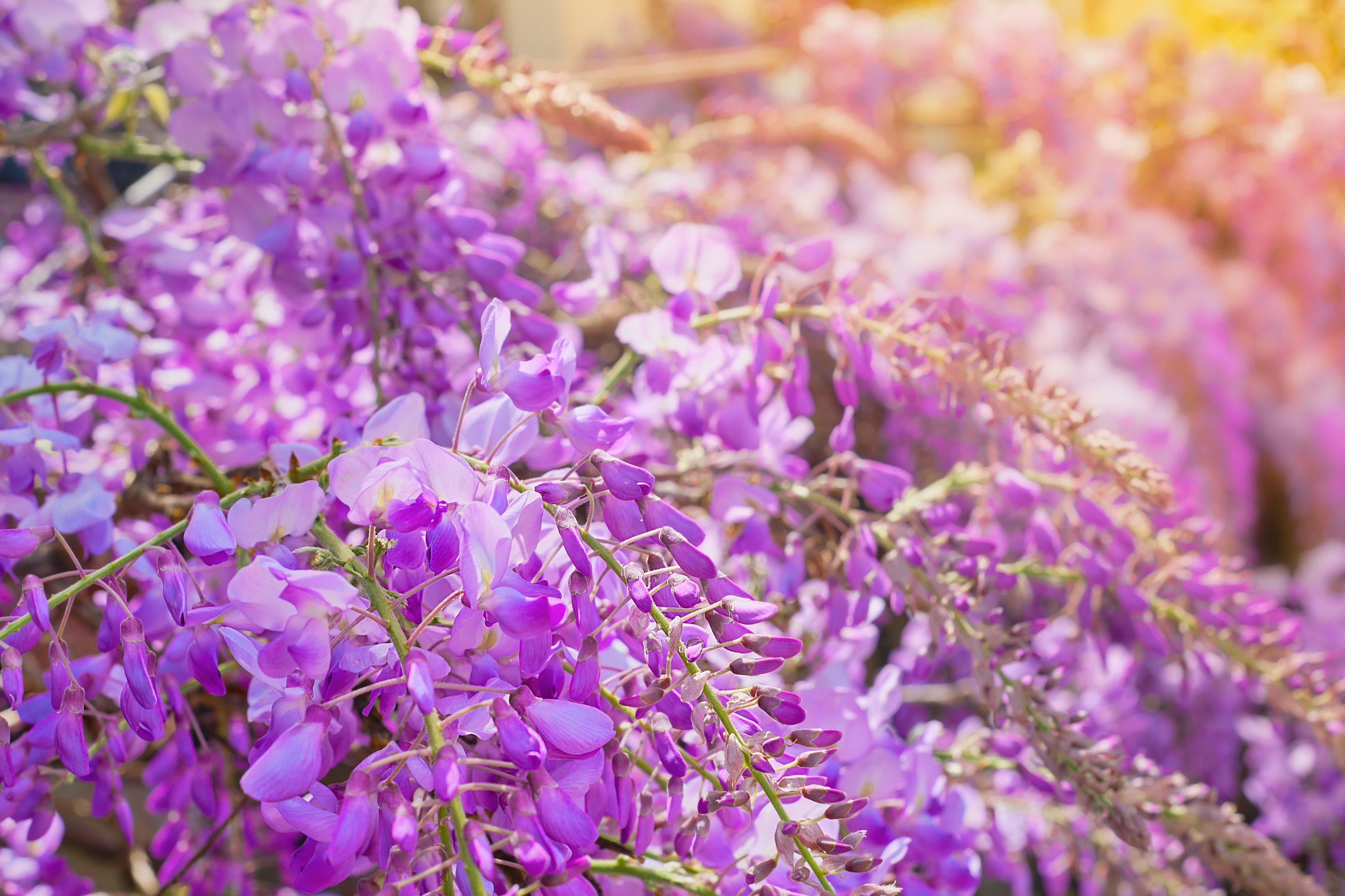 huji wisteria